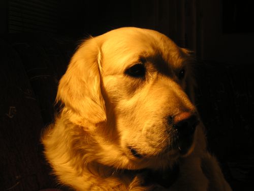 Golden retriever, cel mai folosit câine pentru agăţat